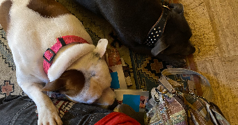 esther pet sitter à MARSEILLE 01 13001_1