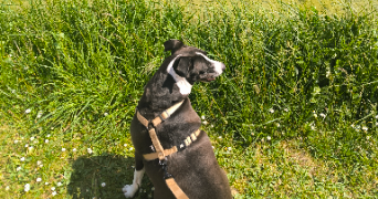 yasmine pet sitter à BAGNEAUX SUR LOING 77167_2