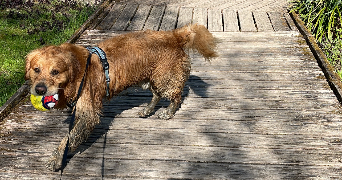 montana pet sitter à CORBERON 21250_2