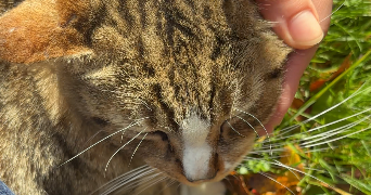 inasse pet sitter à SOTTEVILLE LES ROUEN 76300_1