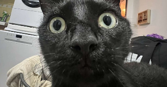 jeanne pet sitter à MONT ST AIGNAN 76130_3