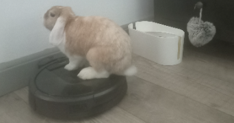 elodie pet sitter à MARSEILLE 08 13008_4