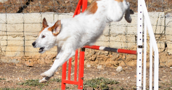 nathalie pet sitter à LA GARDE 83130_4