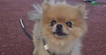 anais pet sitter à ROUBAIX 59100_1