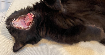manon pet sitter à NANCY 54000_6