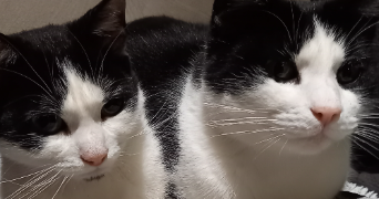 isabelle pet sitter à ST ETIENNE 42000_2