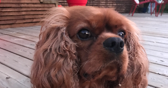 violette pet sitter à MEUDON 92190_2