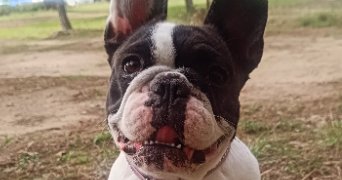 april pet sitter à ISTRES 13800_2