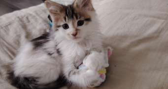 mélissa pet sitter à ESNON 89210_4