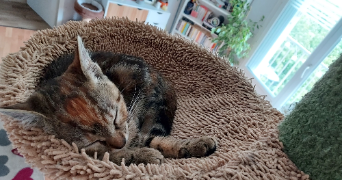 mélanie pet sitter à LOUVIERS 27400_7