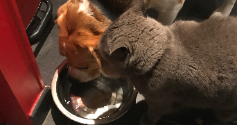 stéphanie pet sitter à PORDIC 22590_6