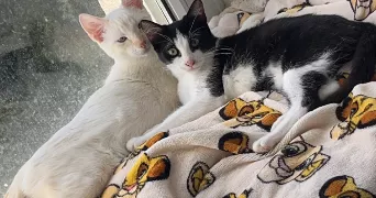 lauryne pet sitter à MARSEILLE 08 13008