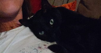 théodora pet sitter à WINTZENHEIM 68920_4