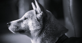 marine nino dog sitter à TREGUNC 29910_0