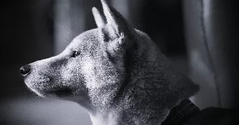 marine nino dog sitter à TREGUNC 29910