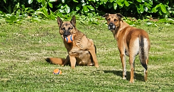 mattias pet sitter à LIBERCOURT 62820_5