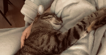 fleur pet sitter à NANCY 54000_1