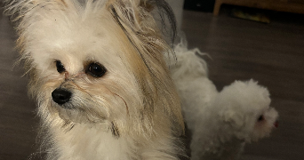 ludovic pet sitter à VELIZY VILLACOUBLAY 78140_4