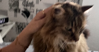 melyna pet sitter à pierre benite 69130_7