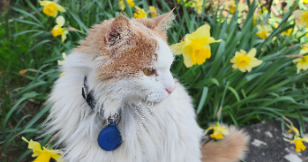 angelique pet sitter à FAMECK 57290_4