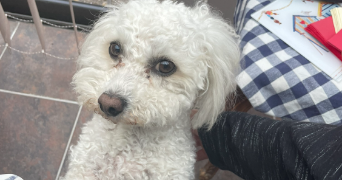 elisa pet sitter à ST ETIENNE 42000_9