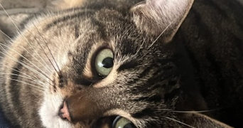 adelia pet sitter à ORMOY 28210