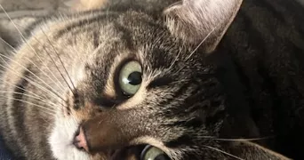 adelia pet sitter à ORMOY 28210