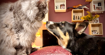 lana pet sitter à MORMANT 77720_17