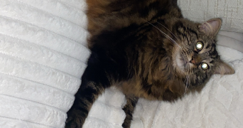 océane pet sitter à LE HAVRE 76610_1