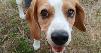 inès dog sitter à Saint Pourcain sur sioule 03500_4