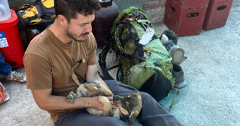 lou pet sitter à MONTPELLIER 34090_1