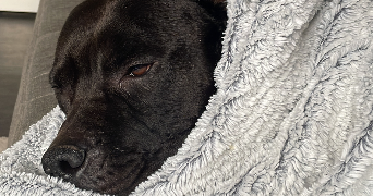 camille pet sitter à STRASBOURG 67000_7