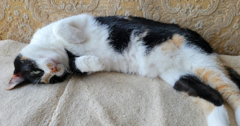 inès pet sitter à TOULENNE 33210_3
