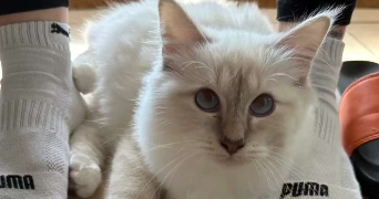 pierre pet sitter à ANGERS 49100_3