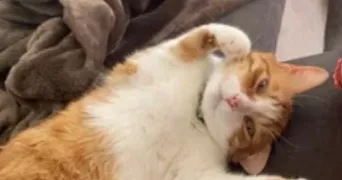 lucie pet sitter à FERRIERES 54210