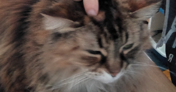 alisée pet sitter à Sartrouville 78500_4