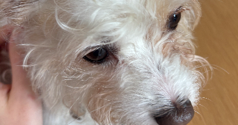 camille pet sitter à Courbevoie 92400_5