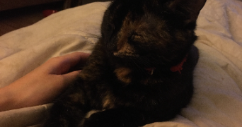 agathe cat sitter à STRASBOURG 67000_7