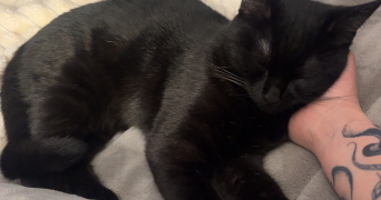 ines pet sitter à ANTONY 92160_1