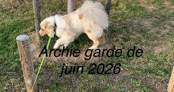 nathalie pet sitter à ORMESSON SUR MARNE 94490_3