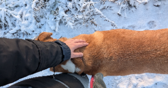 flavie pet sitter à CHAMPENOUX 54280_18