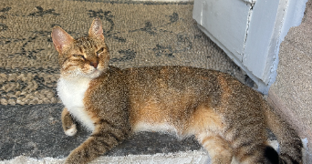 ezra pet sitter à AMIENS 80000_5