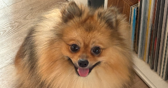 dylan pet sitter à TOULON 83200_0