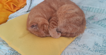 katia dog sitter à PONT L EVEQUE 14130_1