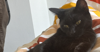 hugo pet sitter à ROUBAIX 59100_1