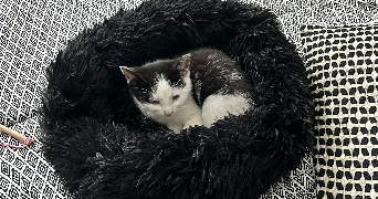 andreas pet sitter à STE SAVINE 10300_0