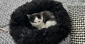 andreas pet sitter à STE SAVINE 10300