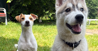 léa pet sitter à LE CREUSOT 71200_1