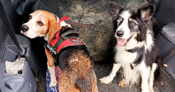 pauline pet sitter à L ISLE JOURDAIN 32600_5