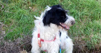 jean pierre pet sitter à PIBRAC 31820_14